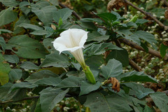 Datura innoxia